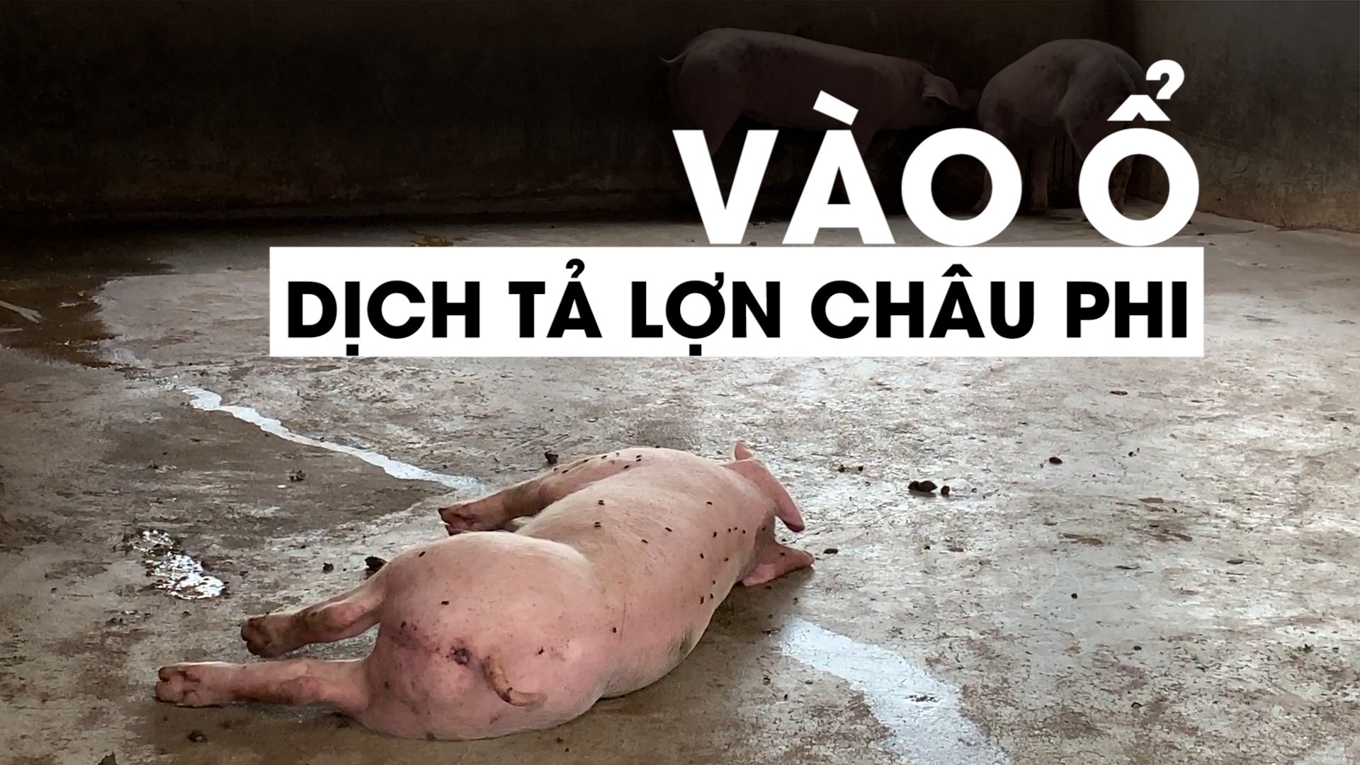 Thủ Phủ Heo' Đồng Nai Ứng Phó Dịch Tả Lợn Châu Phi: Cắn Răng Giảm Đàn