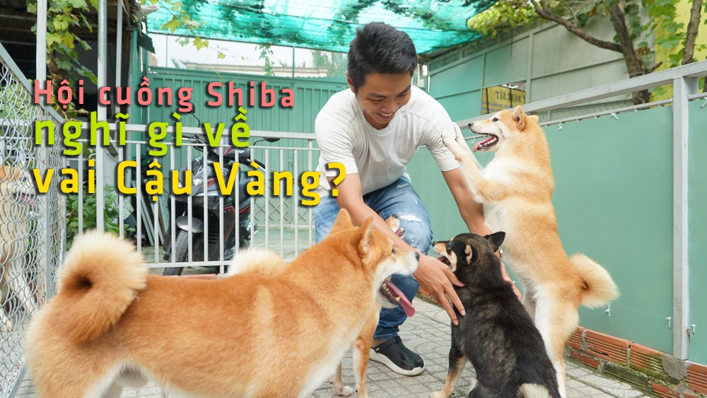 Giống chó Shiba được chọn đóng cậu Vàng: Ăn cá hồi, ngủ điều hòa 